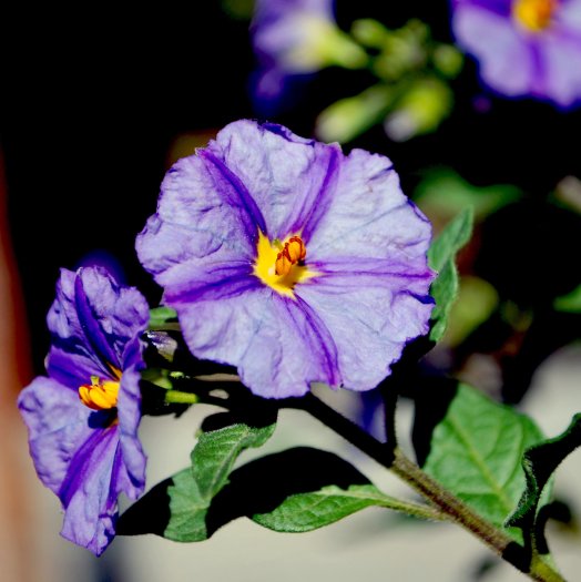 Lycianthes rantonnetii